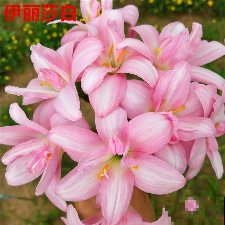 死不了的花，5年生了10麻袋，大铲车挖了一天！