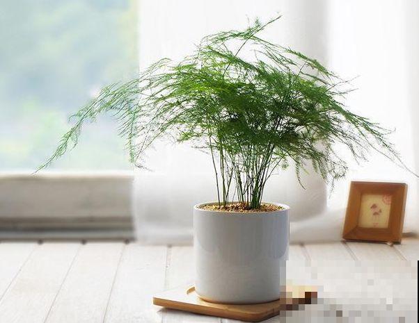 别人家的文竹，夏天都是“小森林”，羡慕啊！