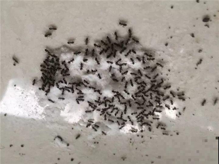 自从养了花，啥虫子没杀过，只要赶来总有几方法治！