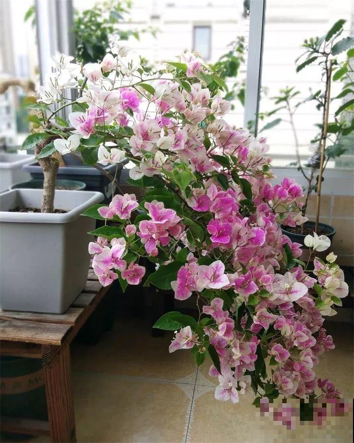 这8种花，拿棍子一绑凹个造型，身价嗖嗖往上翻！