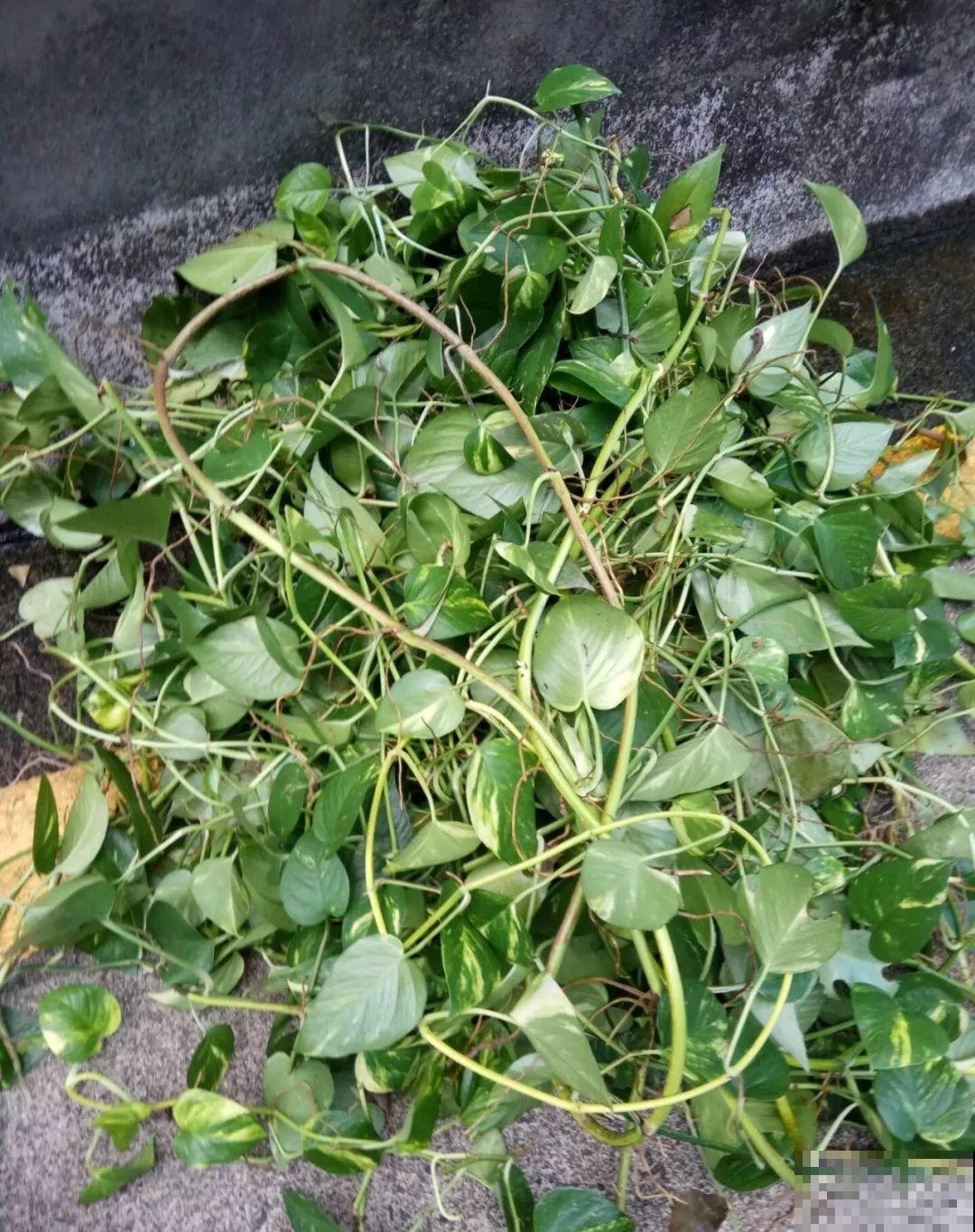 养花就要接地气，靠天吃饭不用管，开始疯长刹不住闸！