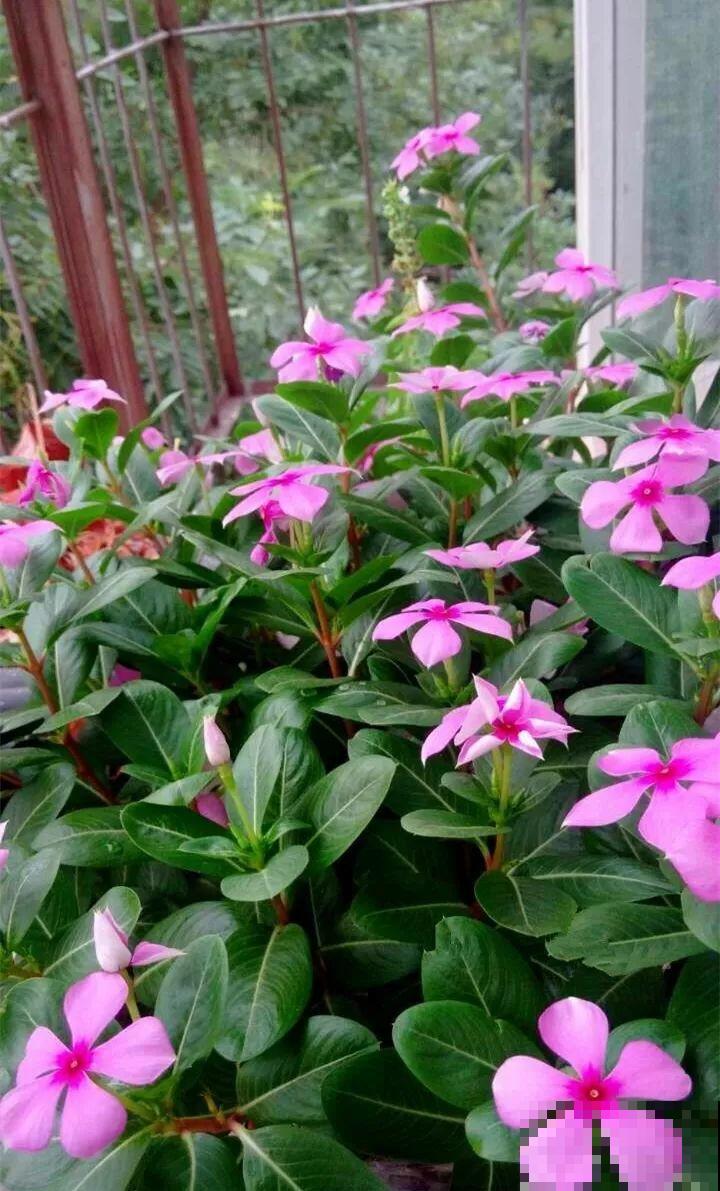 特干净的5种花，不招虫、没病害，家里养盆贼省事！
