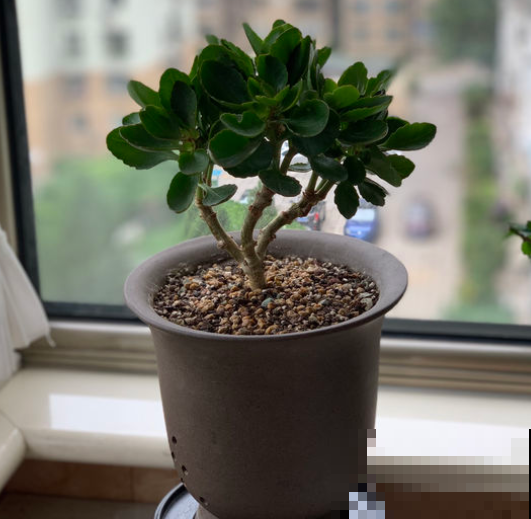 长寿花越养越瘦？立秋之后，就别再饿着人家了！