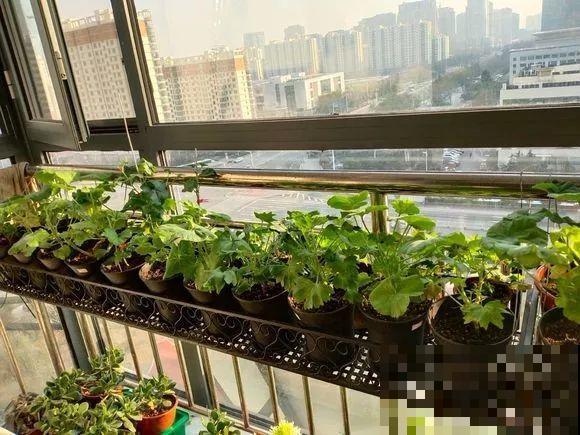 会休眠的12种花，想要安全度夏就别折腾，越浇水死的越快！