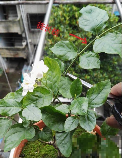 这花剪一茬开一茬，越晒花越多，整个夏天屋里都是香香的！