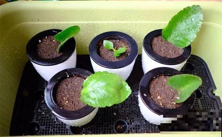 10种花扦插技巧，没事的时候插两盆，多到阳台都放不开！