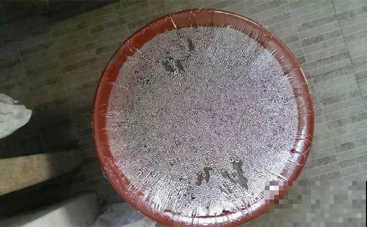 周末去这儿转一转，花和花盆随便捡，赚大发了！