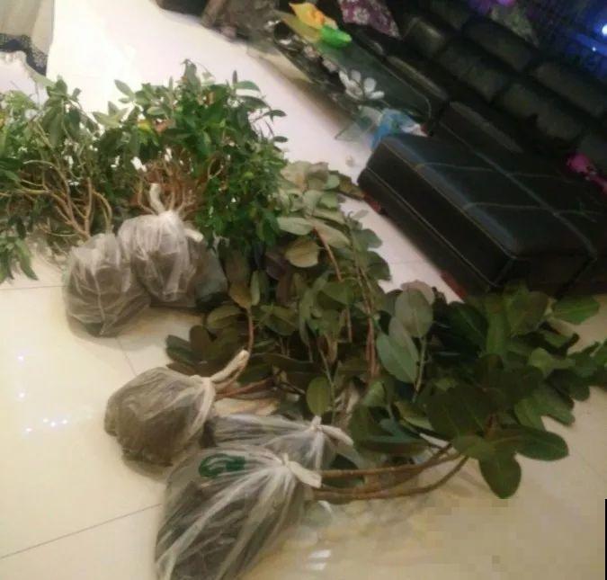 这母女俩，一个梦想养花，一个沉迷种菜，真是可爱！