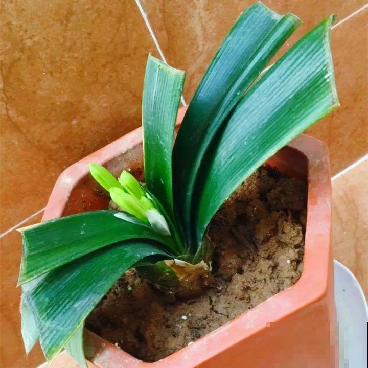 这6种花都有一个不能淋雨的习惯，长斑不说，整株都会烂掉！