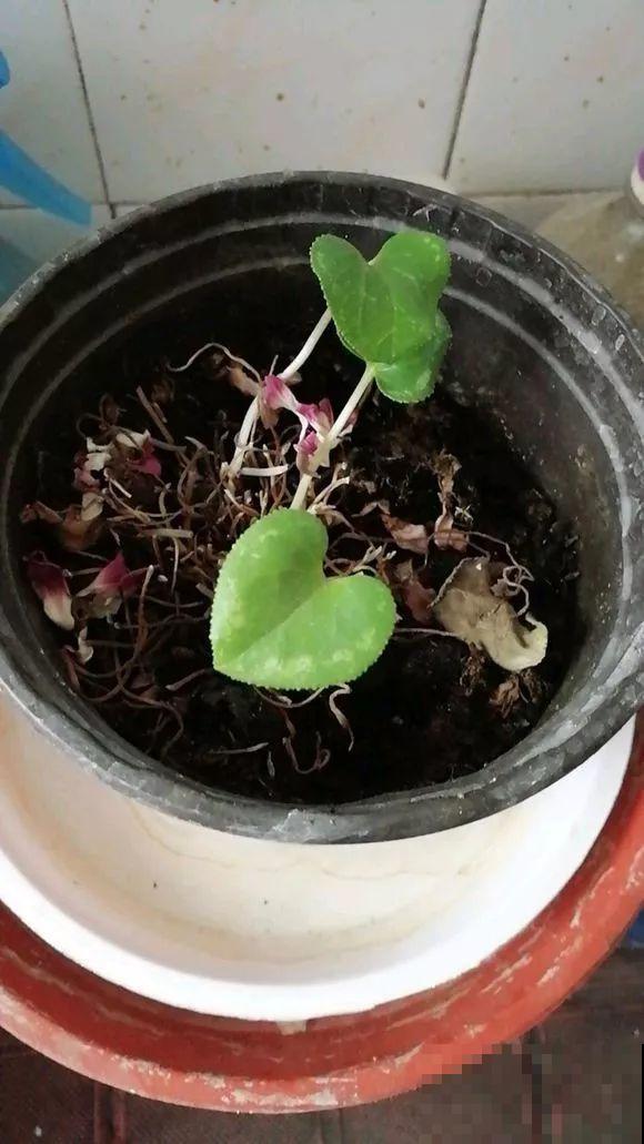 会休眠的12种花，想要安全度夏就别折腾，越浇水死的越快！