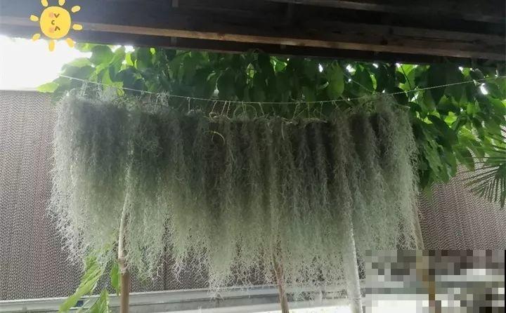 能开花的绿萝，一年四季开不败，这花养着真省心！