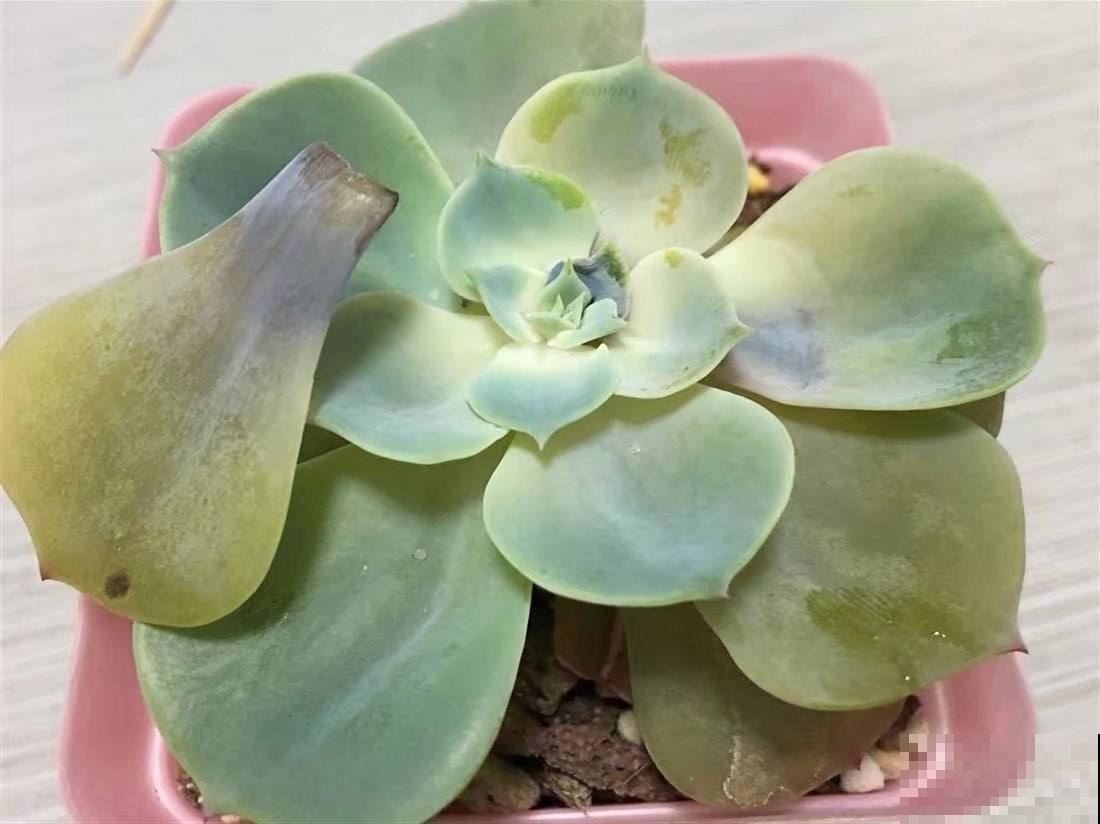 夏天多肉化成一滩水，原来烂成这鬼样子也能救，只要你手速快！