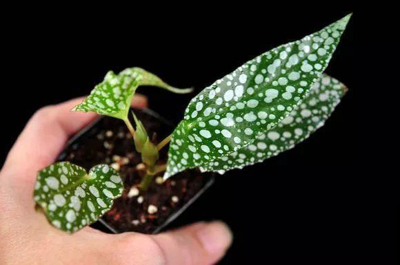 秋天养花就选它，花期长达8个月，剪根枝条半月就生根！