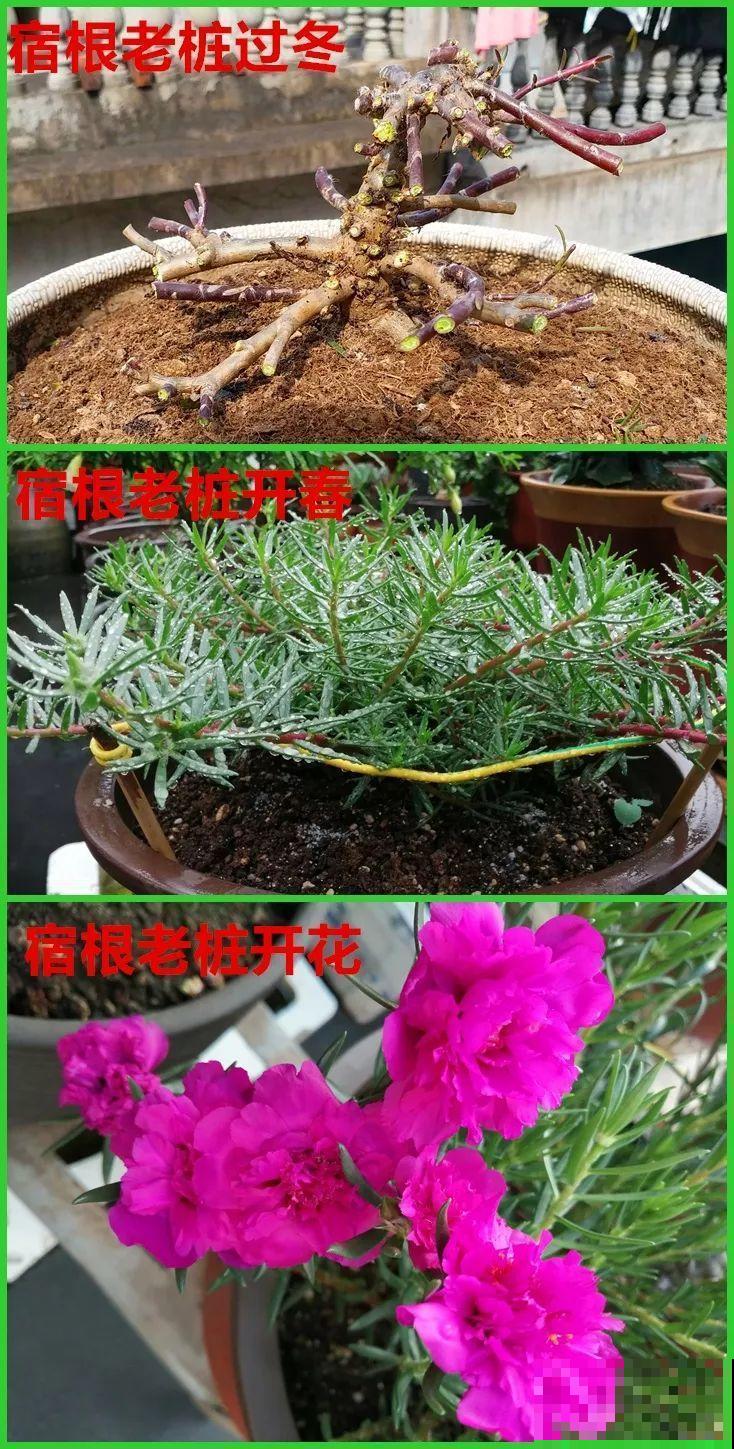 死不了的花，一开就是大半年，切碎扔土里就活！