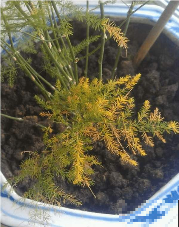 文竹一抖叶子全掉光咋整，立马用这养护方法，分分钟起死回生！
