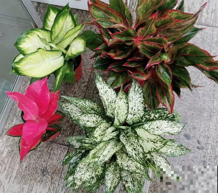 别养绿萝了，这20种耐阴花，养家里才气派！