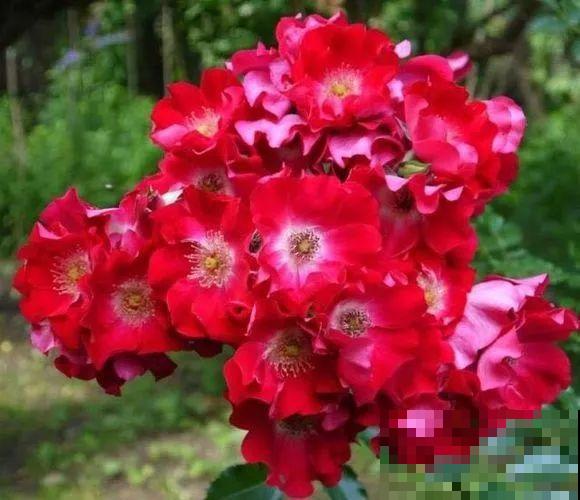 这花一年能开8个月，开完剪，剪完开，养花人都爱它！