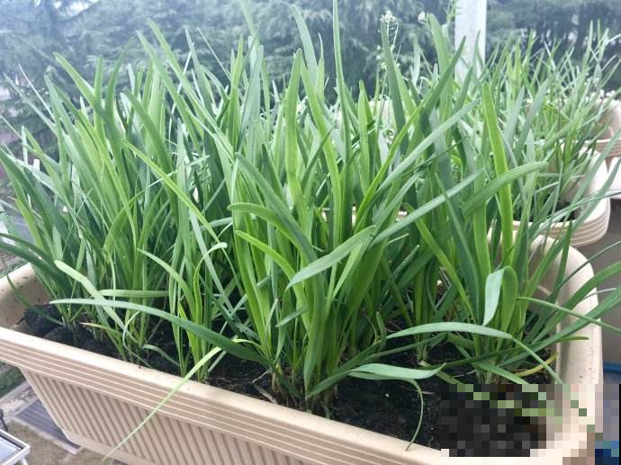 阳台种韭菜越割越细？赶紧用上这招，茬茬都壮的筷子粗！
