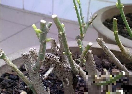 这花剪一茬开一茬，越晒花越多，整个夏天屋里都是香香的！
