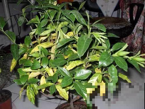 买花听到这4句话，掉头就走，不然坑的就是你！