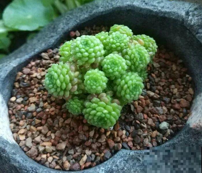这5种多肉最难养，夏天还没过完就挂，新手慎入！