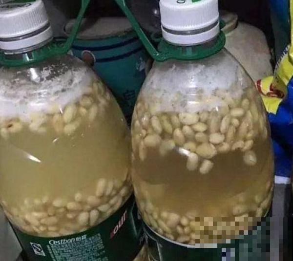 秋天的虎皮兰是个“大胃王”，喂点黄豆，窜出新芽好几个！