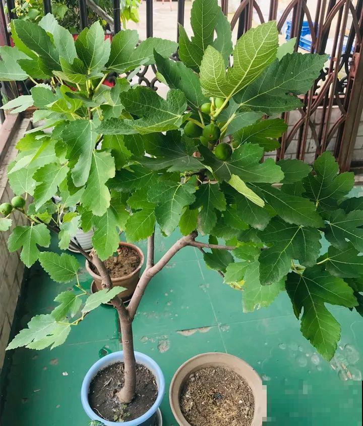 无花果种盆里，1根枝结20个果，吃一茬长一茬！