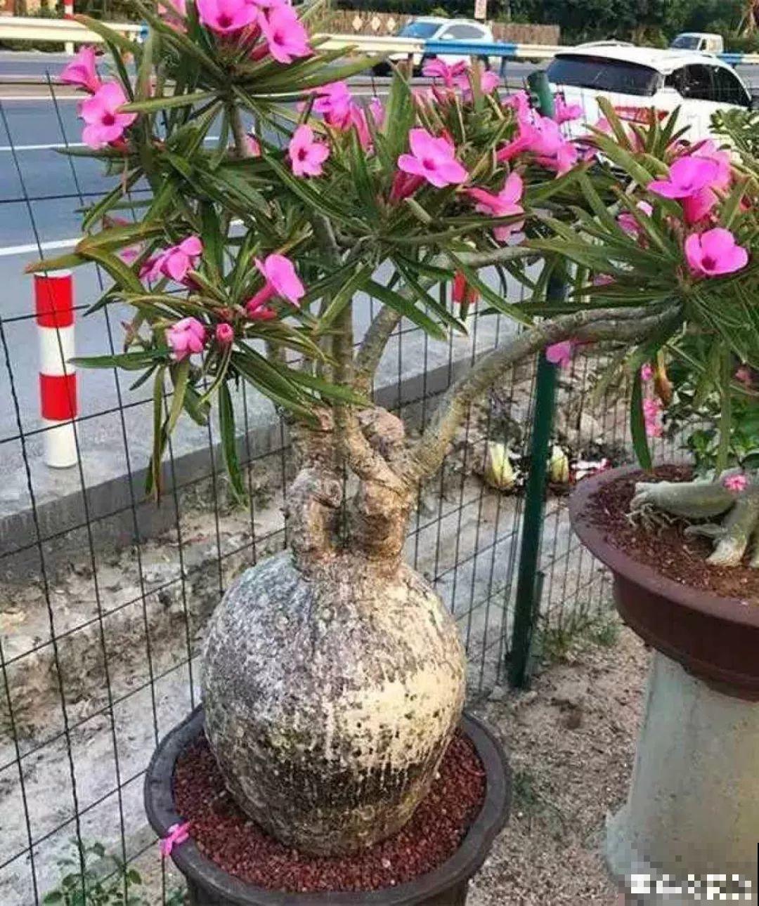 4种耐养花，不用管就疯长，新手必备！