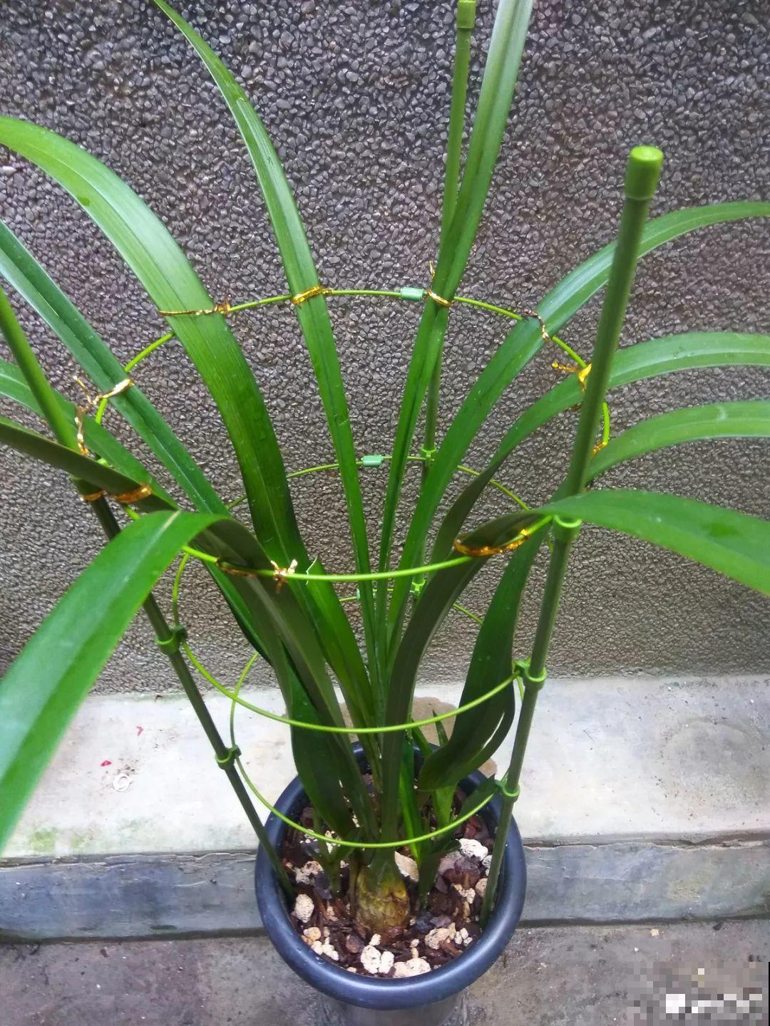 家里有这8种花，现在最容易死，别乱浇水！