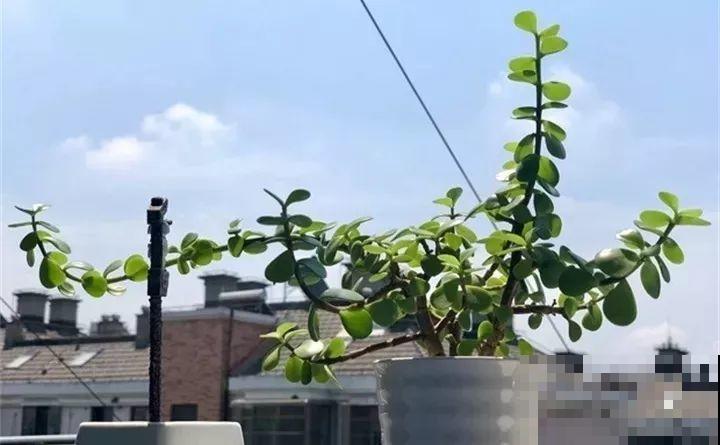80种耐阴花，光线不好照样养的活，新手的救星！