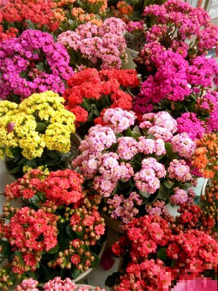 秋天养这30种花，能开200天，让你一次看个够！