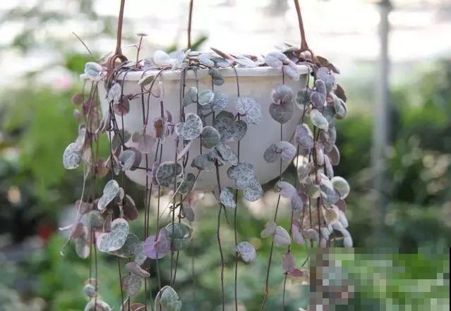 六种花必选，是数一数二的耐阴王，你家养了哪一些？
