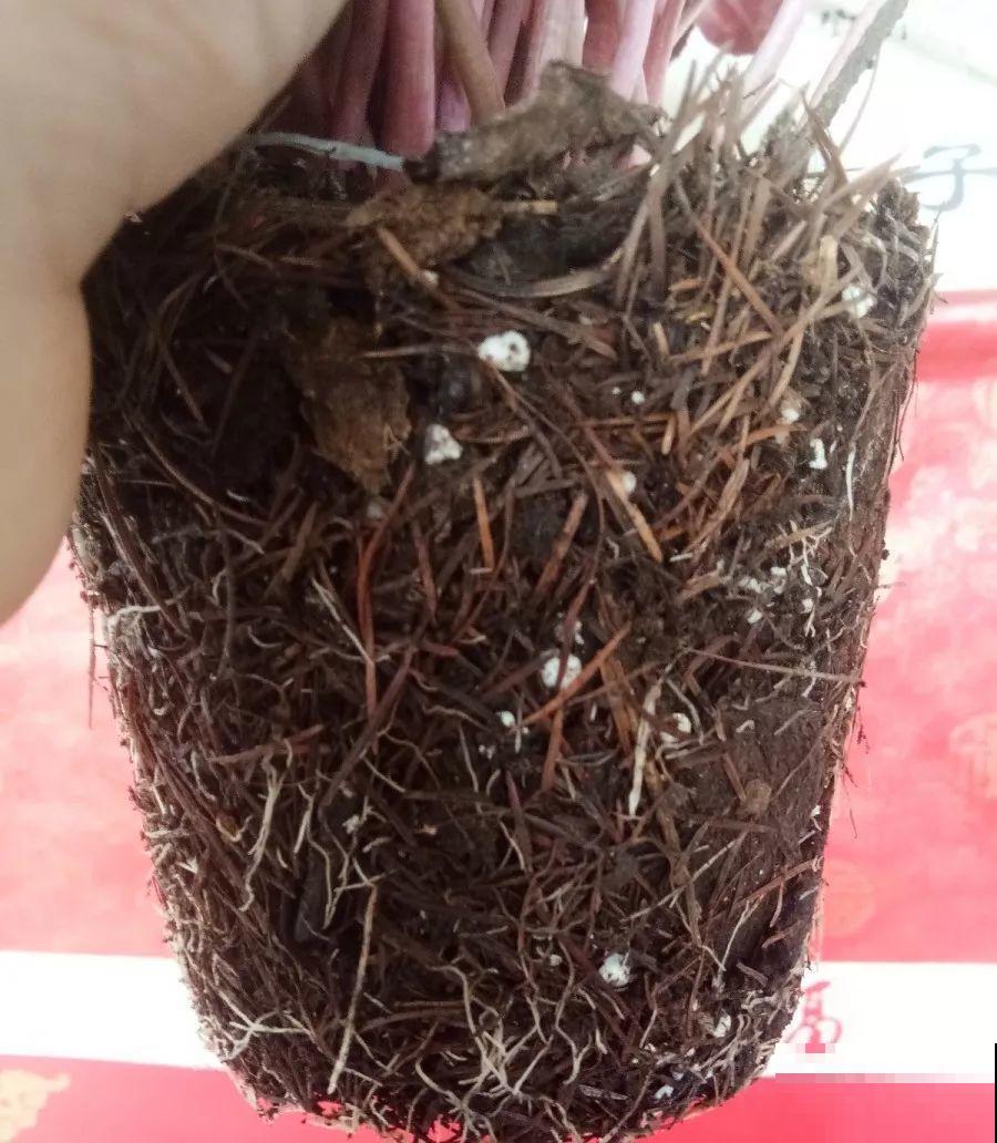 秋天说来就来，这花睡饱了一个夏天，是时候栽盆里了！