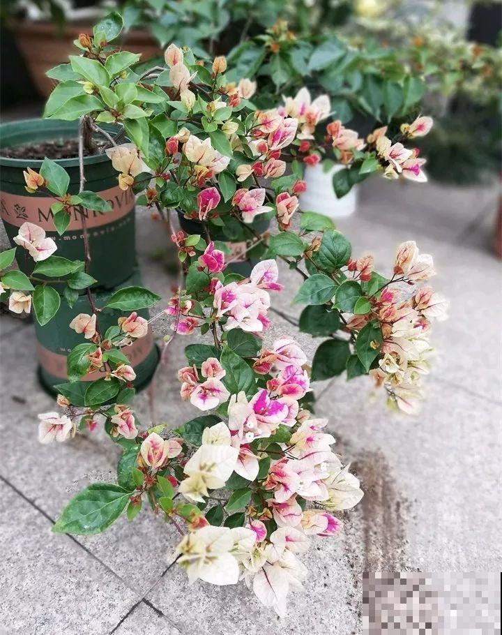 这8种花，拿棍子一绑凹个造型，身价嗖嗖往上翻！