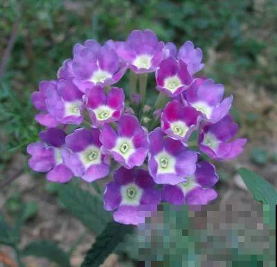 这花一年能开7个月，三伏天也挡不住爆盆，美翻了！