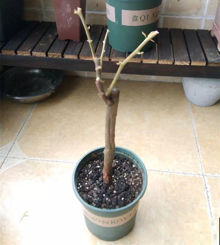 这8种花，拿棍子一绑凹个造型，身价嗖嗖往上翻！