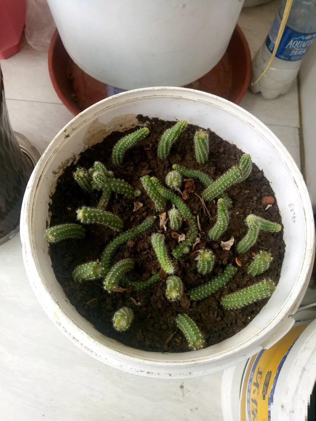 她家花盆里爬满了毛毛虫，越晒越开花，比月季还好看！