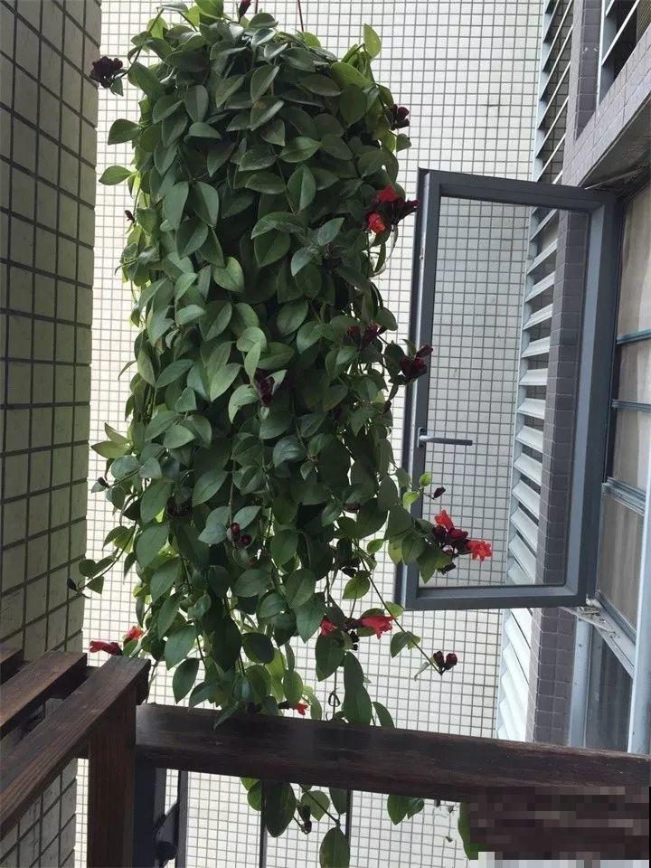 能开花的绿萝，一年四季开不败，这花养着真省心！