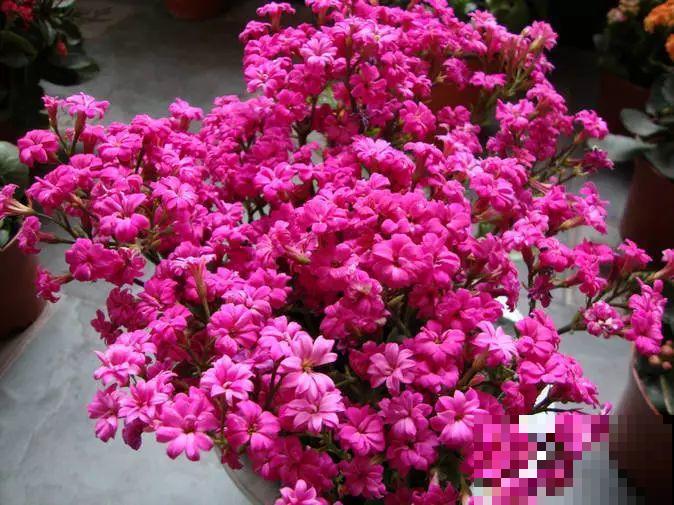 6种花秋天别换盆，把根伤了，一年都不开花！