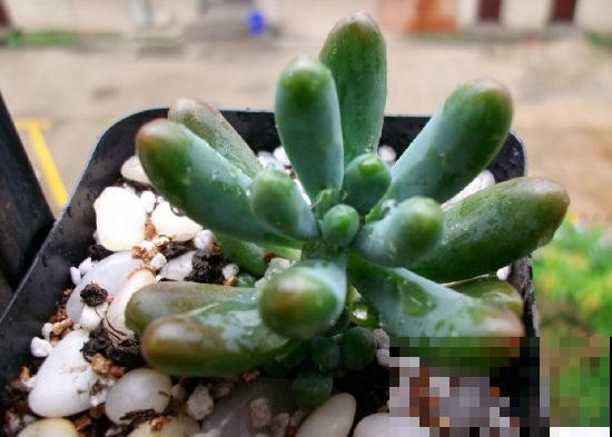 露养的多肉碰上下雨天，千万别手贱做这事，不然只剩下一堆盆！
