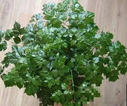 夏天养花黄叶子？赶紧剪一下，10天叶片绿的直滴油！