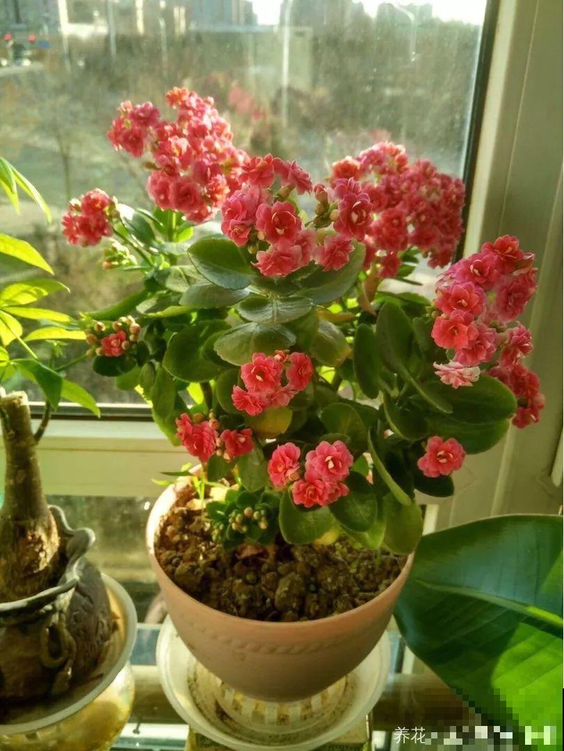 入秋就养这种花，剪一刀满头冒花苞，一开大半年！