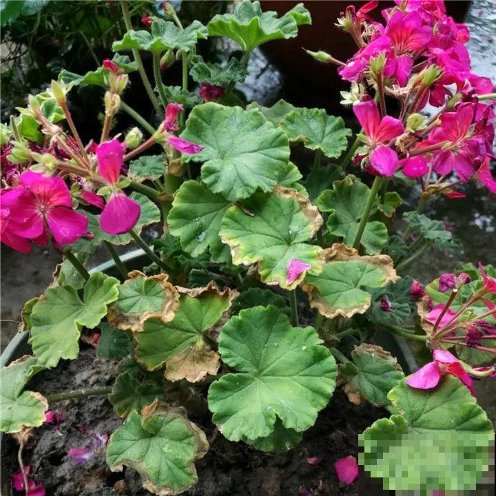 这6种花都有一个不能淋雨的习惯，长斑不说，整株都会烂掉！