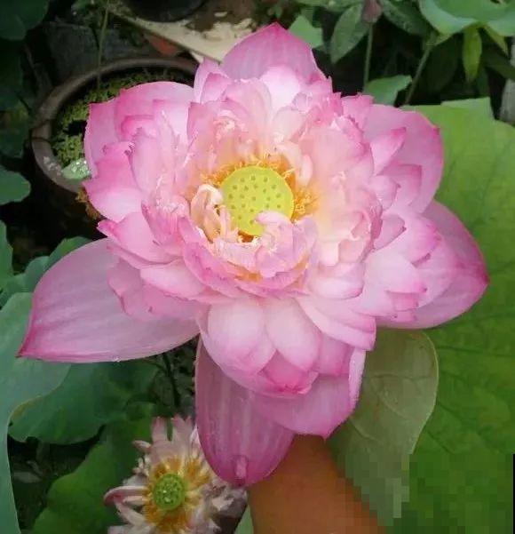 6种大型花，花苞直径20公分，摆家里太大气！