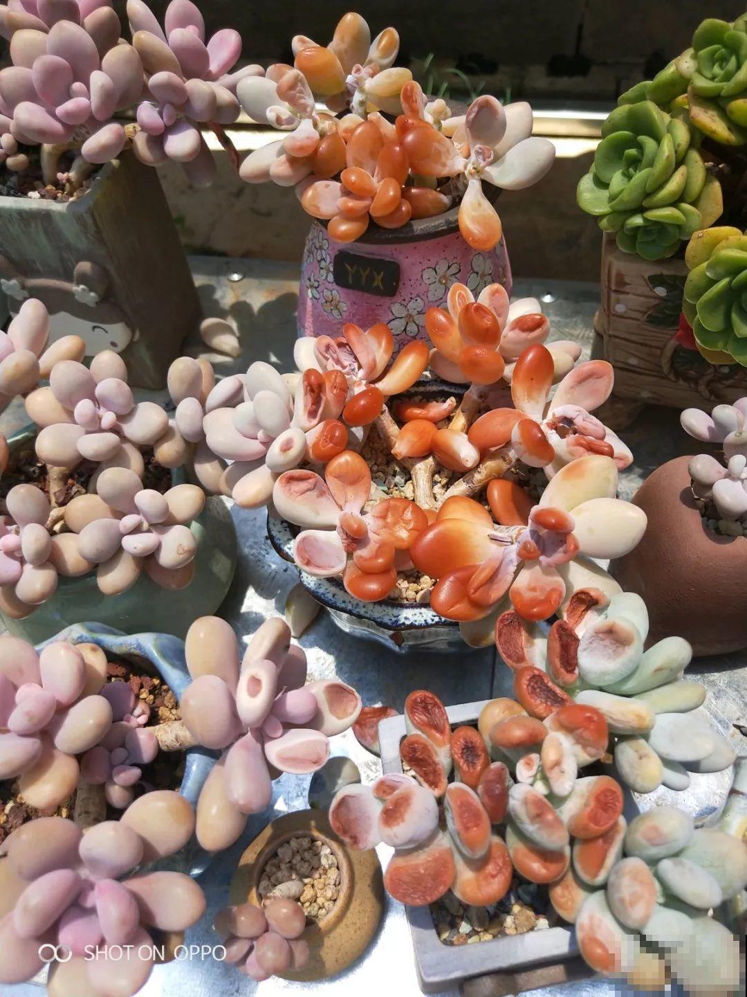 爸妈不在家，我在院子里疯狂种多肉，年年回家吓一跳！