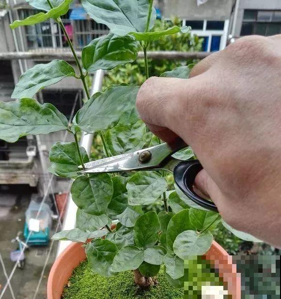 这花剪一茬开一茬，越晒花越多，整个夏天屋里都是香香的！