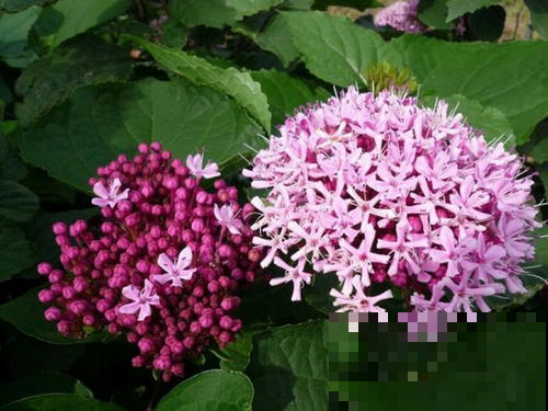 牡丹养不好不如养棵它，美貌丝毫不输，关键是花期长十倍！