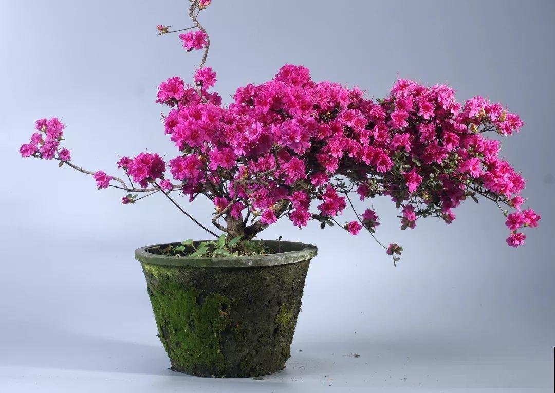公认难养的花，他花10年时间养成盆景，价值翻倍！