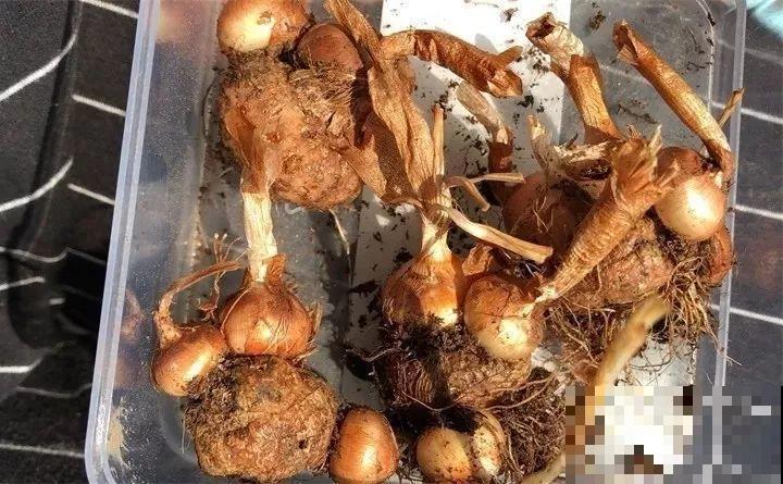 这花不挑地方，南北方都能养，沾土就活，浇点水就开爆！