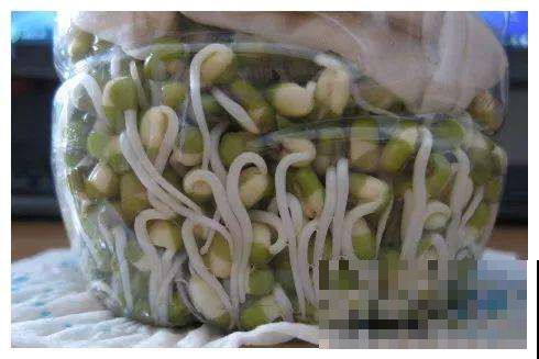 想吃豆芽？雪碧瓶就能做，方便省钱，不用一周就搞定！